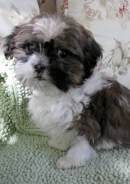 a little brown & white puppy is sitting on a couch